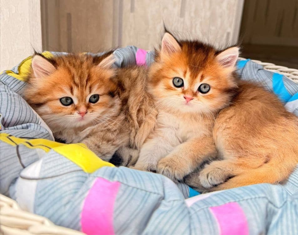 На продаже элитные британцы — 4
