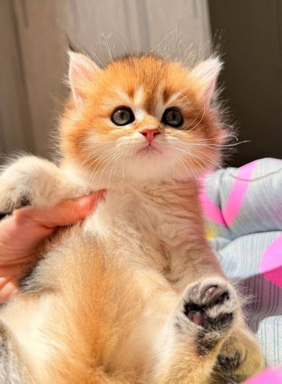 На продаже элитные британцы — 6