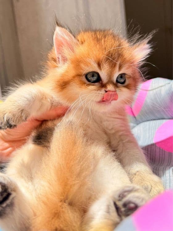 На продаже элитные британцы — 7