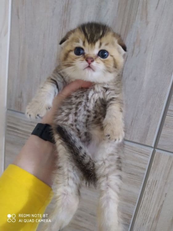 Котята от правильной вязки — 2