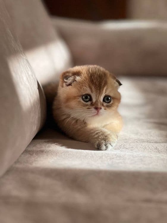 Котята от правильной вязки — 3