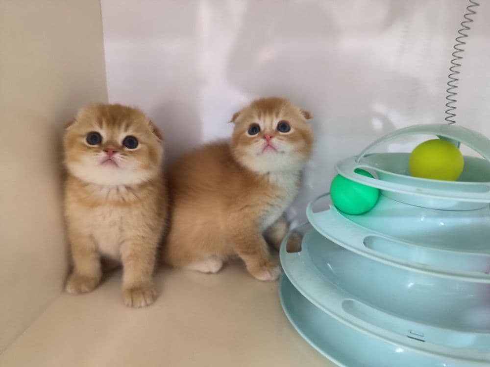 Котята от правильной вязки — 4