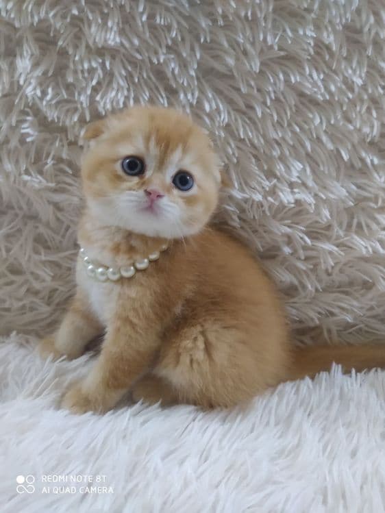 Котята от правильной вязки — 5