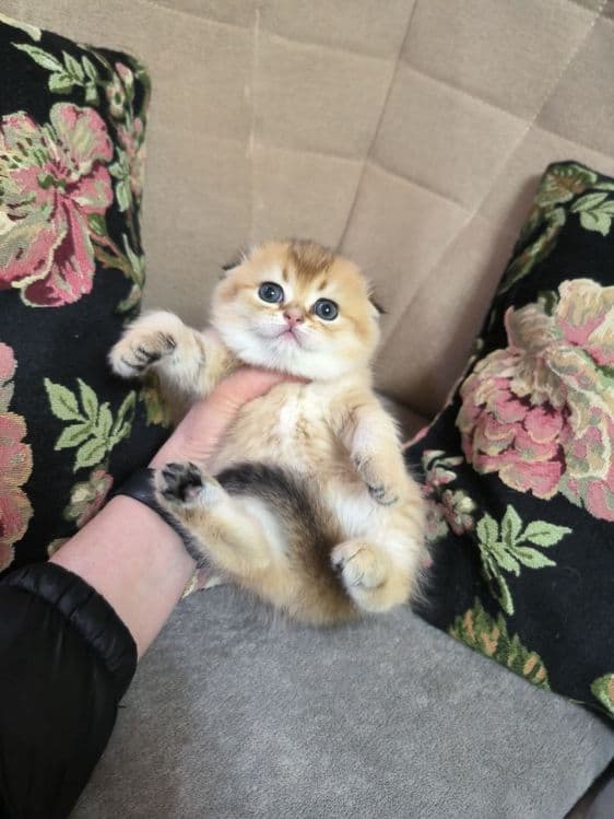 Котята от правильной вязки — 7