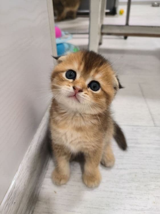 Котята от правильной вязки — 8