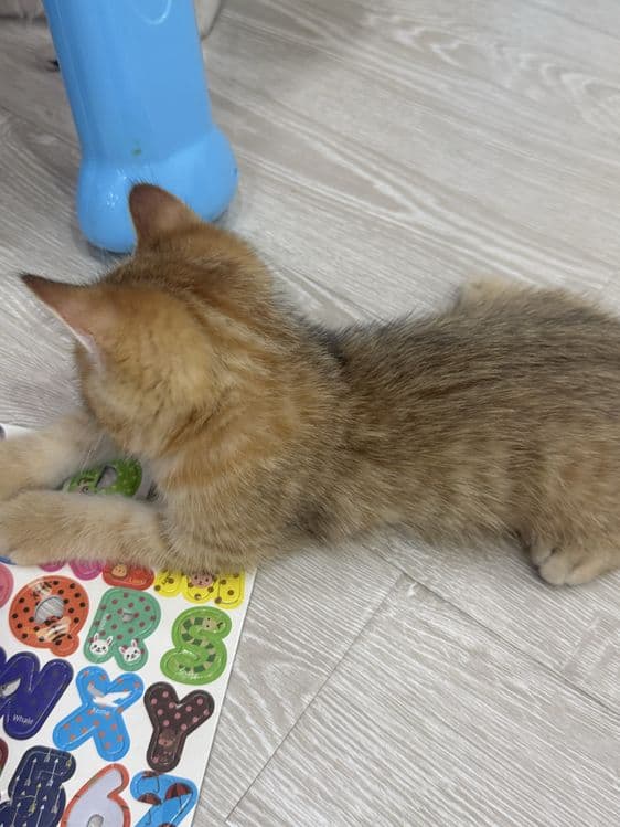 Шатланский шиншила — 5