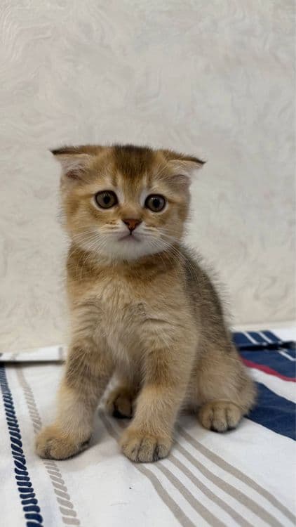 Шатланский шиншила — 6