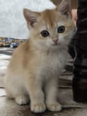Golden shinshila ny12 toza zoti