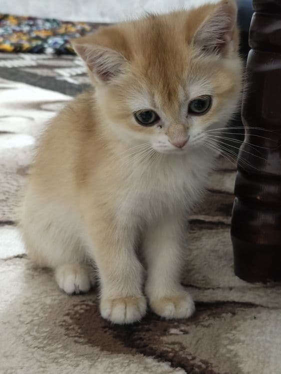 Golden shinshila ny12 toza zoti — 2