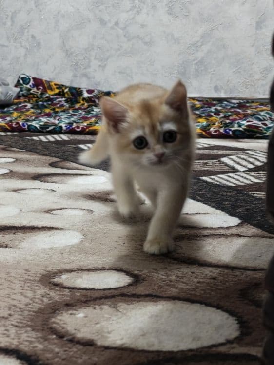 Golden shinshila ny12 toza zoti — 3