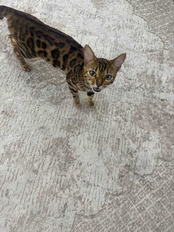 Продаётся кошка бенгал — 2
