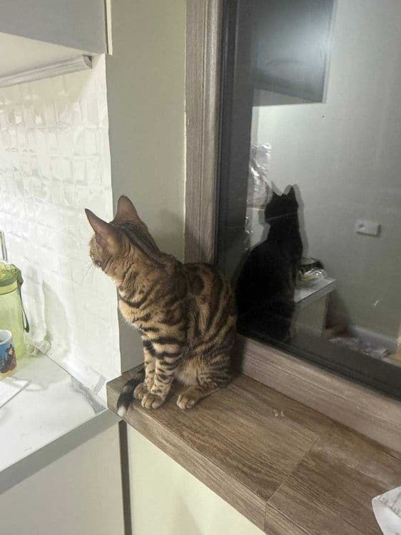 Продаётся кошка бенгал — 4