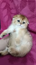 Продаётся чистокровный шотландский котёнок скоттиш-фолд