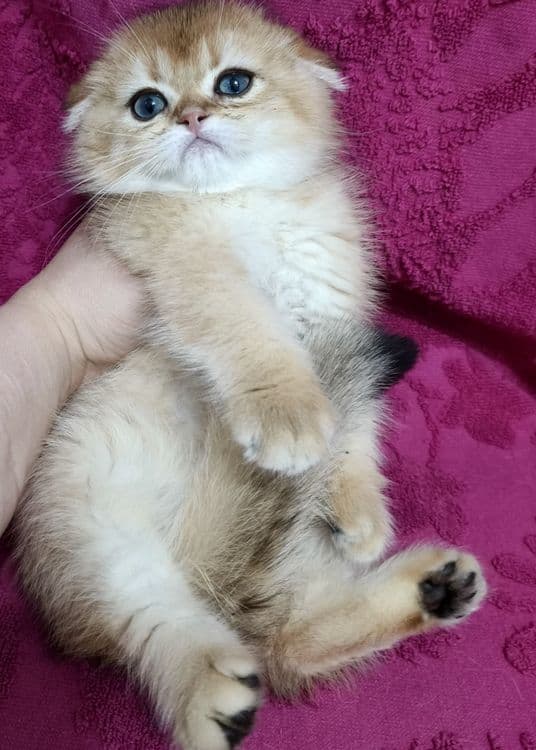 Продаётся чистокровный шотландский котёнок скоттиш-фолд — 2