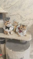Шикарные котята здоровые игривые