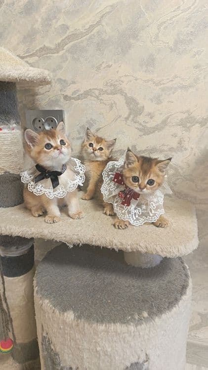 Шикарные котята здоровые игривые — 1