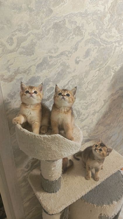 Шикарные котята здоровые игривые — 2