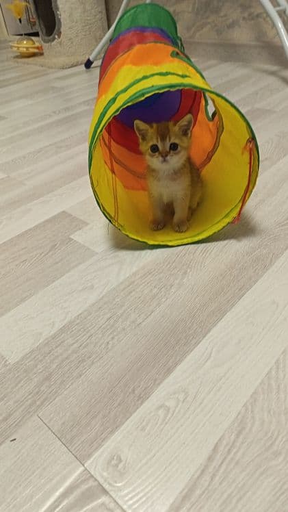 Шикарные котята здоровые игривые — 5