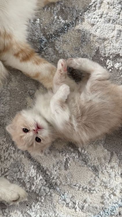 Продаются породистые котята — 1