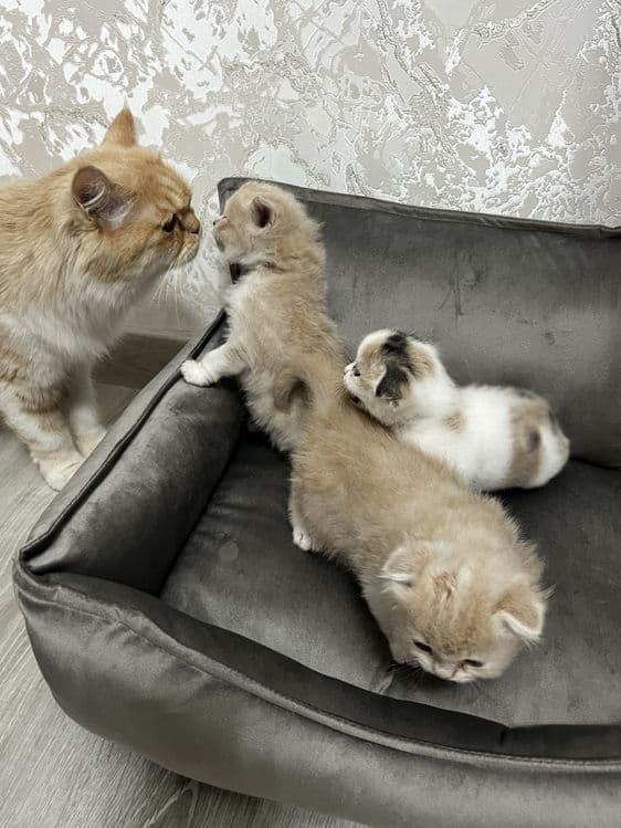 Продаются породистые котята — 3