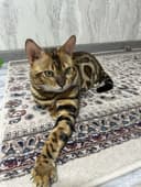 Bengal mushik toza qon