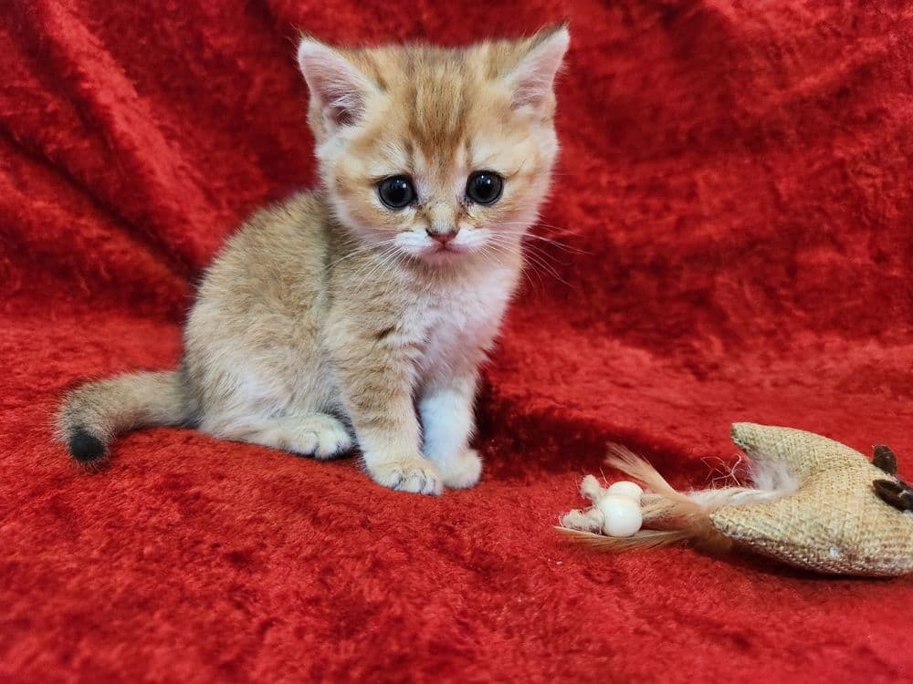 Британская шиншилла скотиш страйд — 1