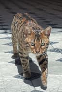 Bengal mushugi toza qon