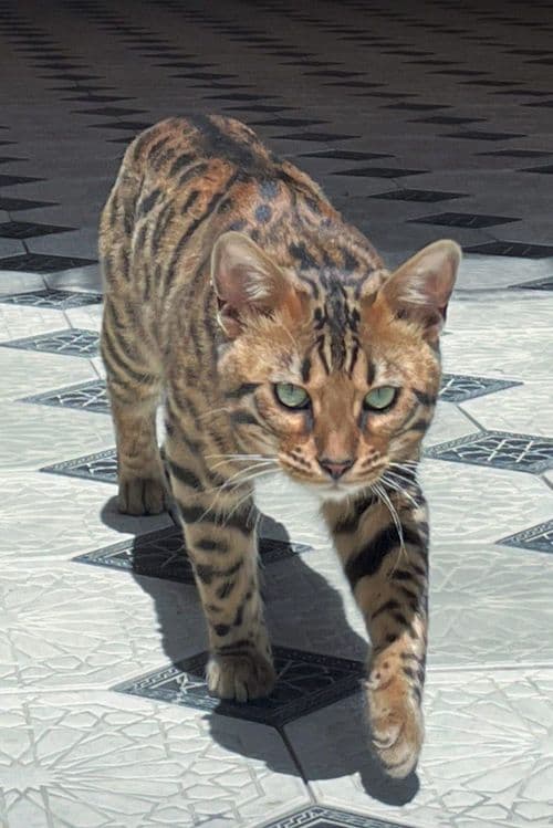 Bengal mushugi toza qon