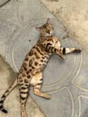 Бенгалская кошка