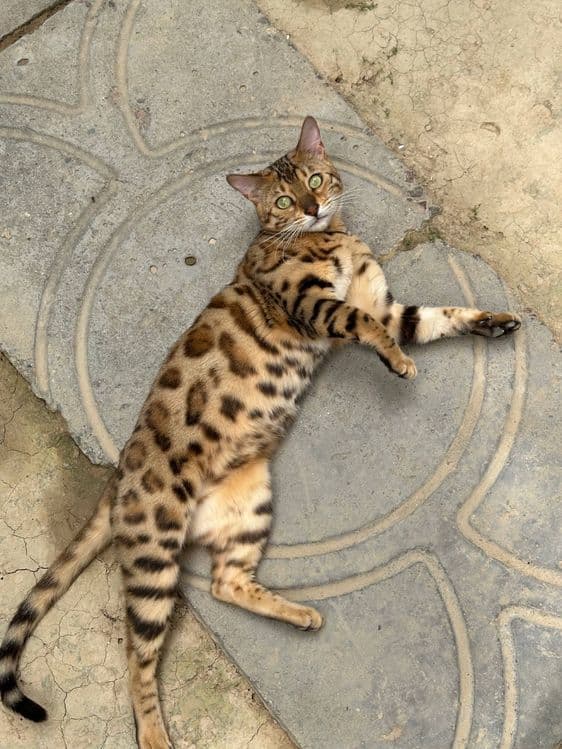 Бенгалская кошка