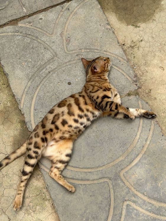 Бенгалская кошка — 2