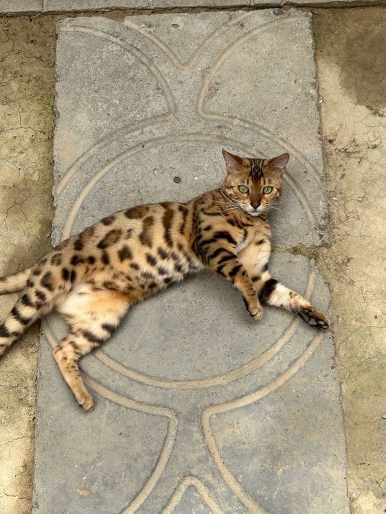 Бенгалская кошка — 3