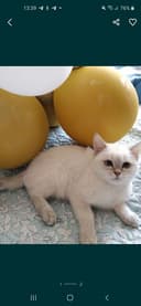 Продаётся Белый с голубыми глазами Скотиш Трайт