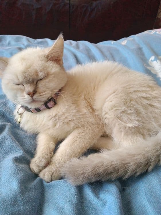 Продаётся Белый с голубыми глазами Скотиш Трайт — 2