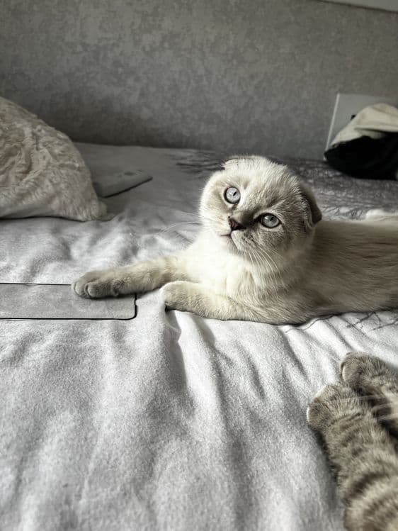 Скоттиш Фолд — 1