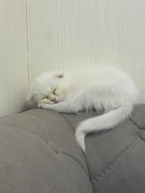 Красивая два Белая котёнка 1 месяцев оба девочка — 2