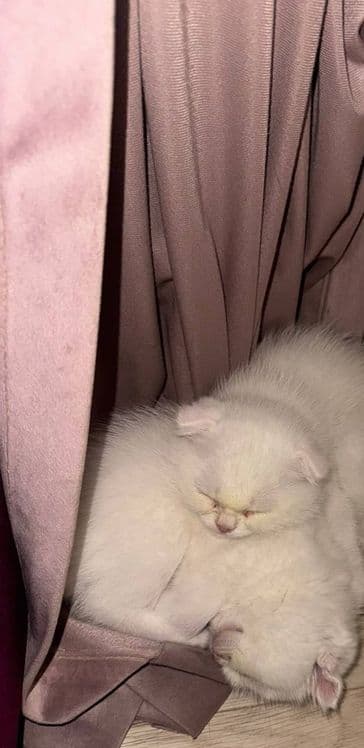Красивая два Белая котёнка 1 месяцев оба девочка — 3