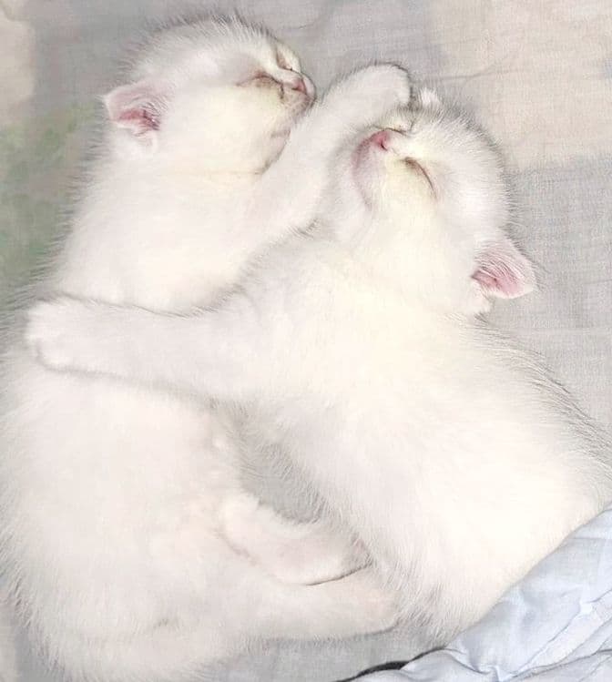 Красивая два Белая котёнка 1 месяцев оба девочка — 4