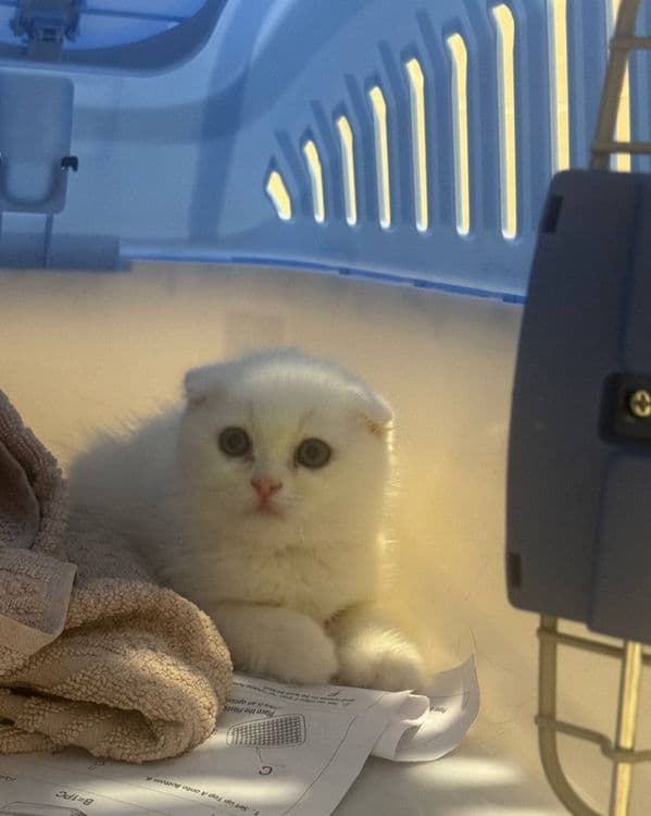 Красивая два Белая котёнка 1 месяцев оба девочка — 6