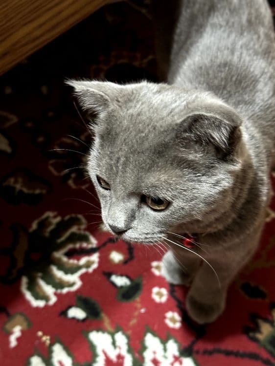 Продается кошка скотиш фолд — 2