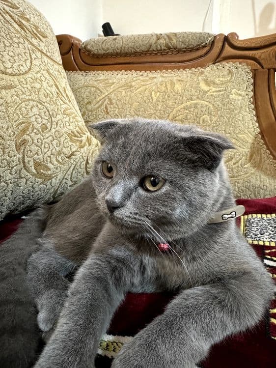 Продается кошка скотиш фолд — 3