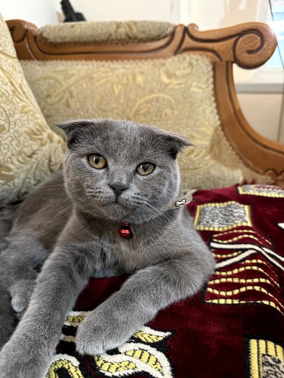 Продается кошка скотиш фолд — 4