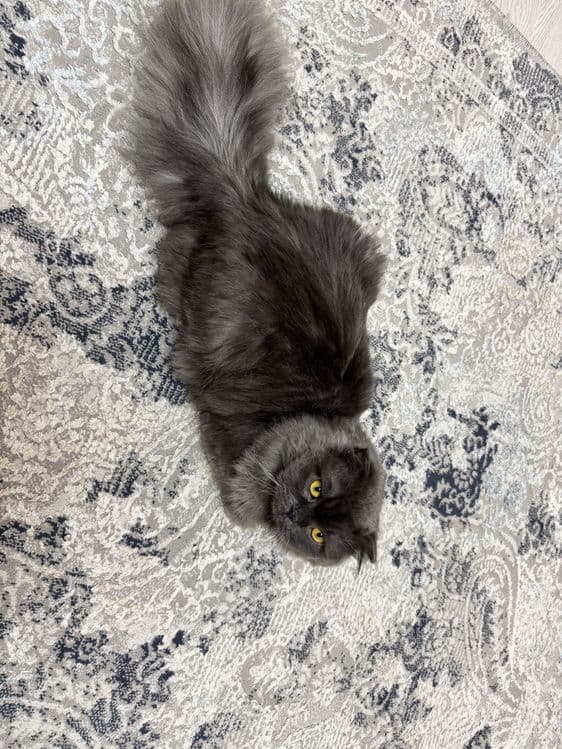 Самец, скоттиш страйт хайленд — 1