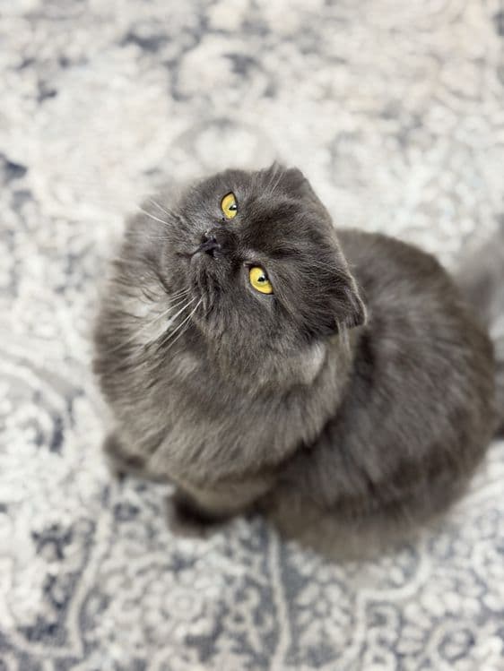 Самец, скоттиш страйт хайленд — 3