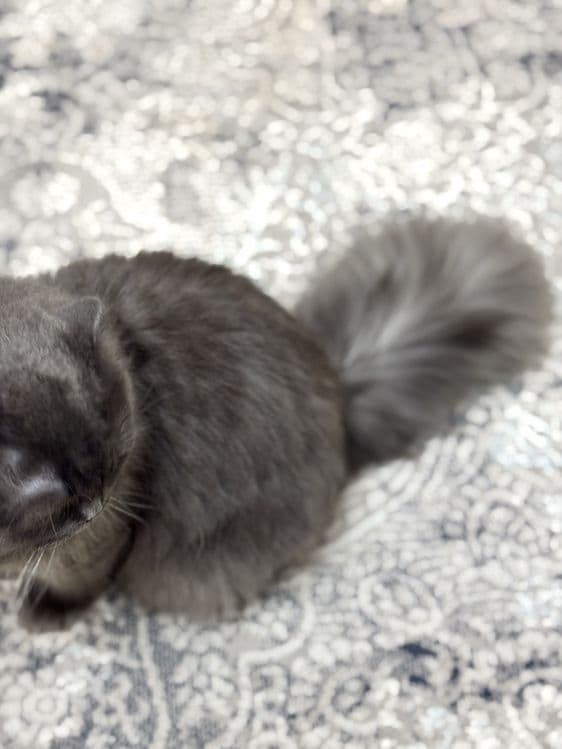 Самец, скоттиш страйт хайленд — 4