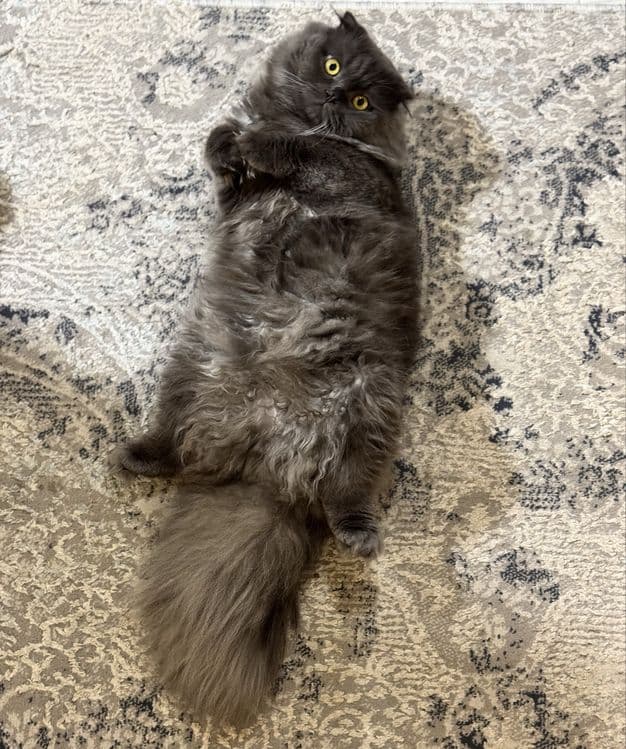Самец, скоттиш страйт хайленд — 5