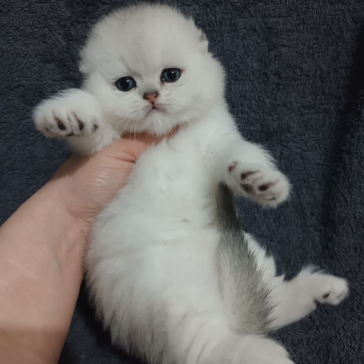 Продаётся чистокровный шотландский котёнок — 2