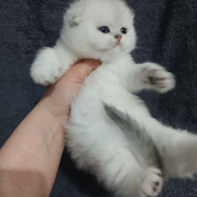 Продаётся чистокровный шотландский котёнок — 3