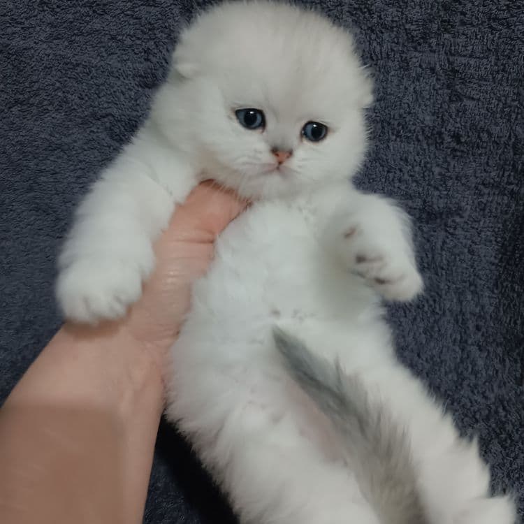 Продаётся чистокровный шотландский котёнок — 4