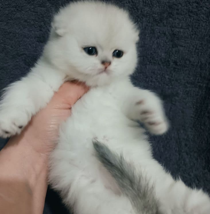 Продаётся чистокровный шотландский котёнок — 5
